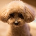 犬が気まずいと思っ…