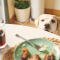犬が人のごはんを見…