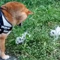 茂みに捨てられた2匹…