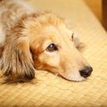 犬を畳の部屋で飼う…