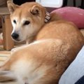 【健気】ちょっかい…