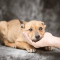 犬の人見知りを克服…
