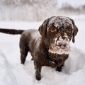 犬と雪の日に散歩す…