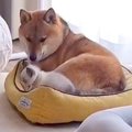ベッドの上をウロウ…