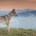 どうして犬の足は細…