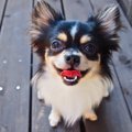 犬がそわそわして落…