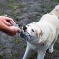 犬がおもちゃを離さ…