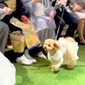 犬が結婚式で『飼い…