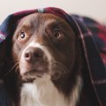 犬に適していない『N…