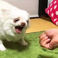 犬に『にぎりっぺ』…