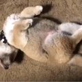 柴犬パピーちゃんの…