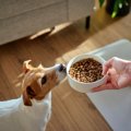 犬にとって危険な『…
