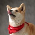 愛犬の行動が何か変･…