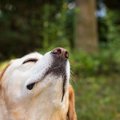 犬は糖尿病患者の低…