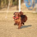 今スグ試したい！犬…