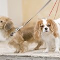 散歩中の犬を触るの…