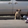 高齢の大型犬は、と…