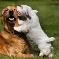 犬はどのように他の…