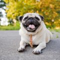 知ってる？『犬種名…
