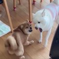 ケンカ中の犬たちに…