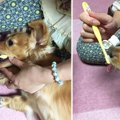 歯磨き教室に参加し…