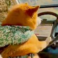 柴犬が運転する車で…