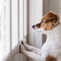 『犬を飼ってはいけ…