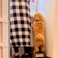 家事で大忙しの母→犬…