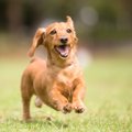 愛犬にグルコサミン…