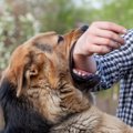 犬が『飼い主に噛み…