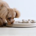 犬をおとなしくさせ…