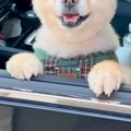 帰省時、犬を連れて…