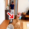 犬を飼うことに反対…