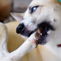 犬が自分の手足を噛…