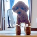 『嫌な予感…』犬が呼…