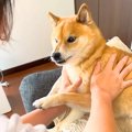 お風呂嫌いな犬が『…