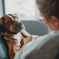 犬が飼い主の様子を…