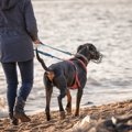 犬の『マズルガード…