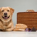 犬と一緒に旅行に行…