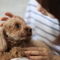 犬が飼い主に何かを…