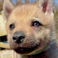 『つぶらな瞳の赤ち…