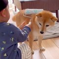 男の子がコロコロク…