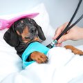 犬も『仮病』を使う…