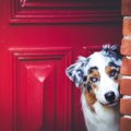 明日は我が身…犬が迷…