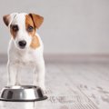 犬が『水を嫌がる』…