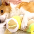 犬が『自分そっくり…