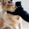 『大好きな猫』に突…