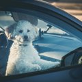 夏の車内に犬を残す…