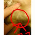 犬のイボによる症状…