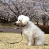 犬とお花見するとき…